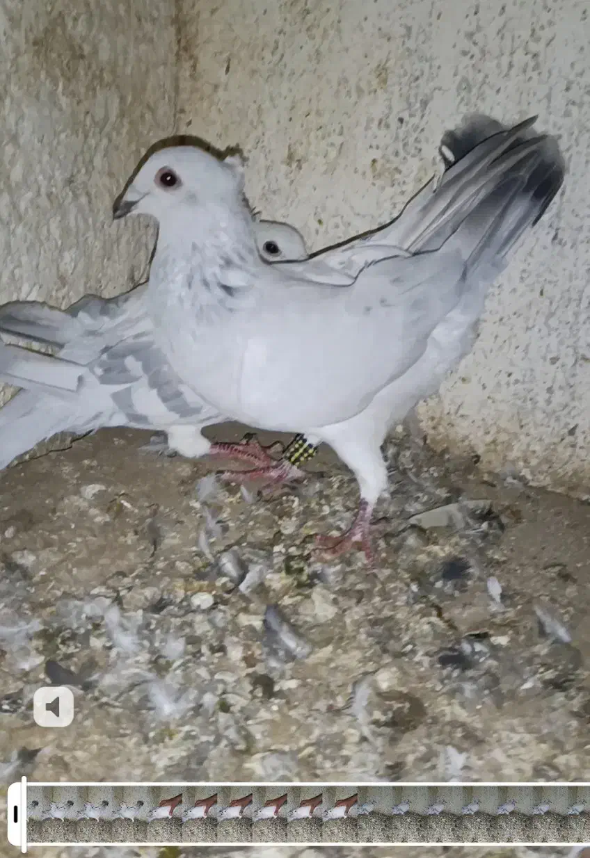 کبوتر نر ماده شامی سفید کرمونی|پرنده|بردسکن, |دیوار