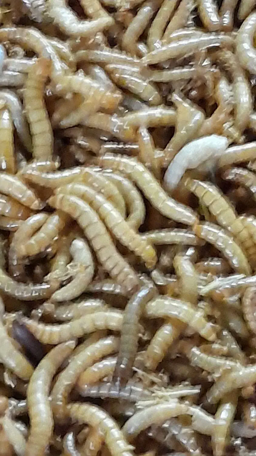 کرم میلورم|خزنده|خمینیشهر, |دیوار