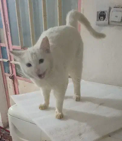 گربه سفید|گربه|نیشابور, بار|دیوار