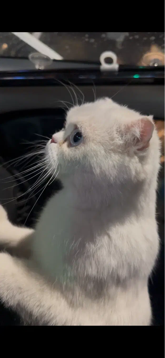 گربه اسکاتیش ماده|گربه|کرمان, |دیوار