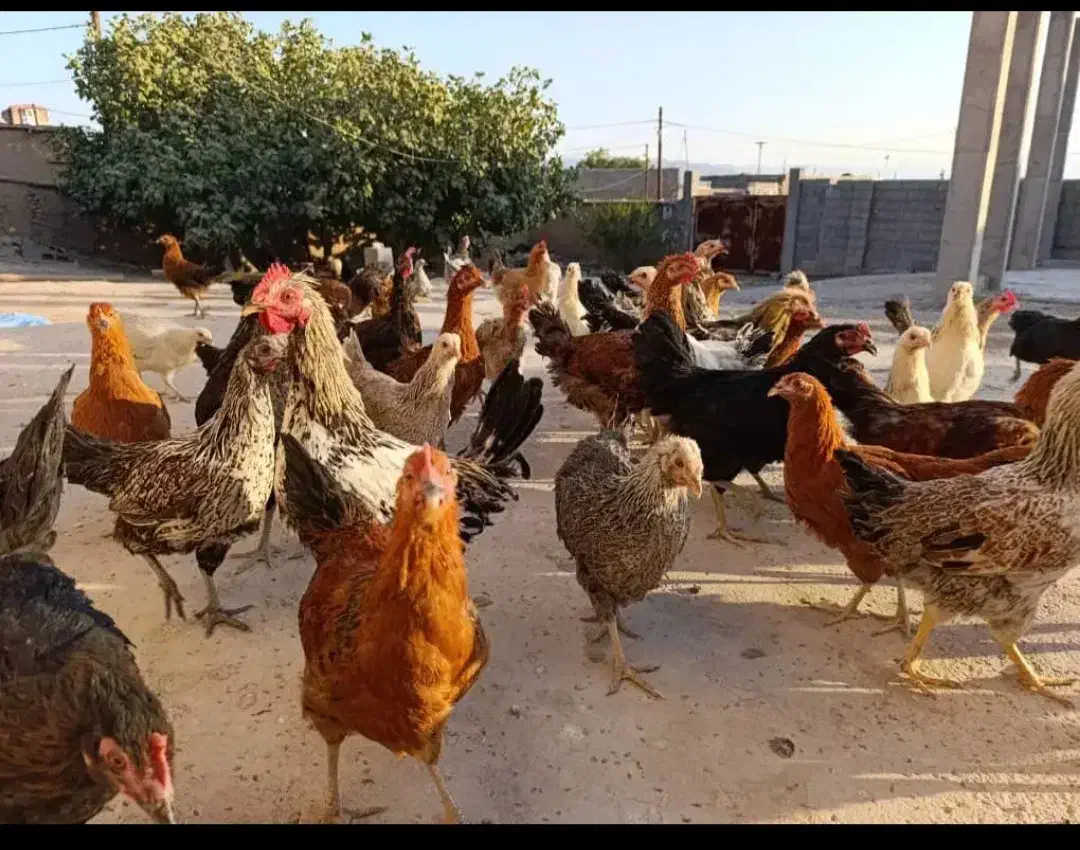 مرغ خروس محلی|حیوانات مزرعه|مرودشت, مجد آباد|دیوار