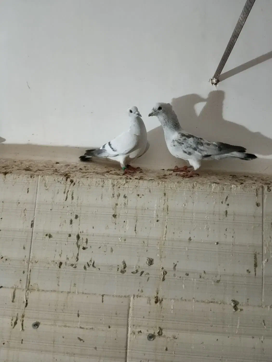 شامی|پرنده|بیرجند, |دیوار