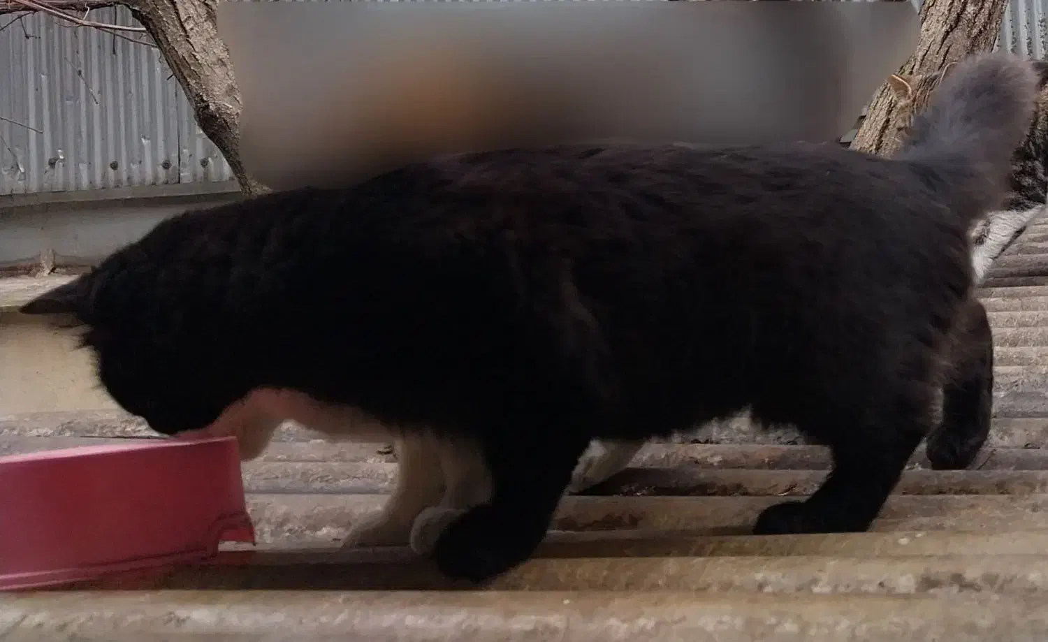 گربه سیاه پشمالو گمشده ضیابری کوچه خرسندی نقره دشت|حیوانات|رشت, چمارسرا|دیوار