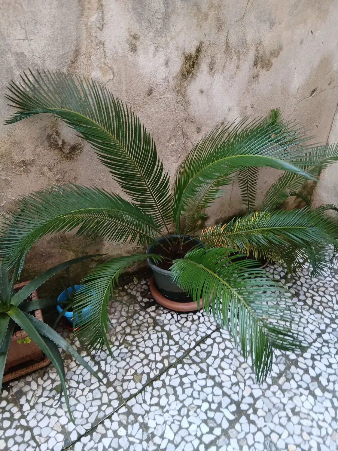 سیکاس|گل و گیاه طبیعی|رشت, منظریه|دیوار