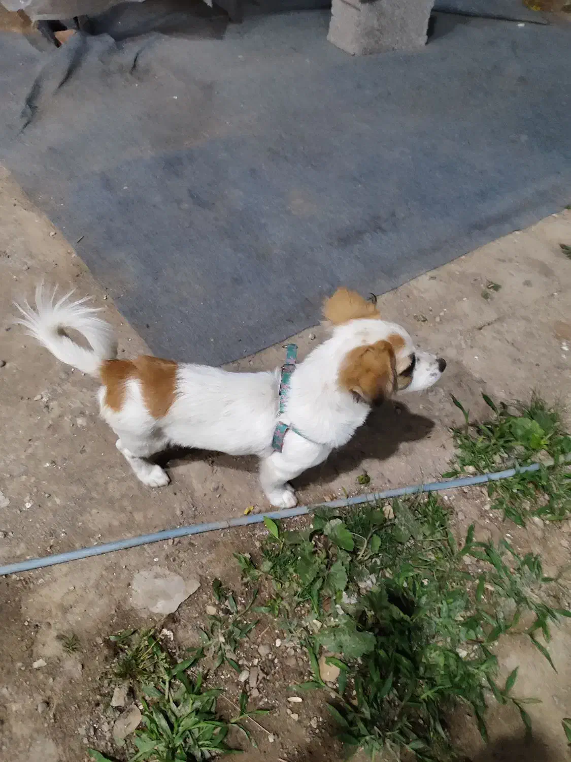 سگ نژاد اشپیتز|سگ|آستانه اشرفیه, |دیوار