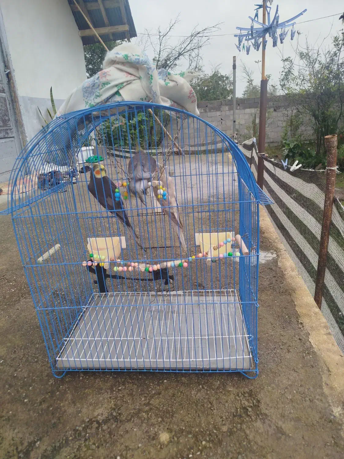 عروس هلندی|پرنده|سیاهکل, |دیوار