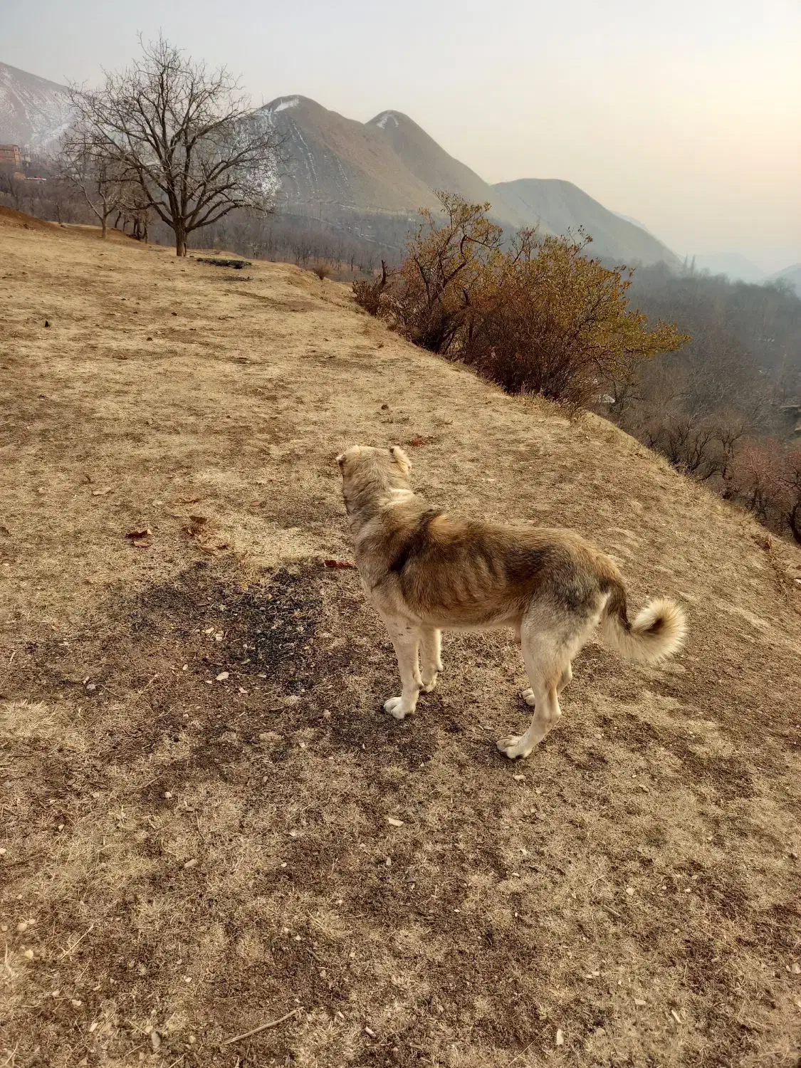 فروشی|سگ|لواسان, |دیوار