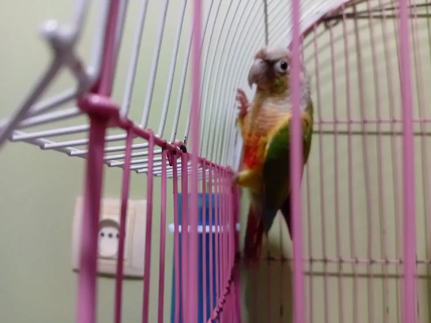 گرینجیک نر سالم وسر حال سن حدود یه سال ونیم|پرنده|بندر امام خمینی, |دیوار