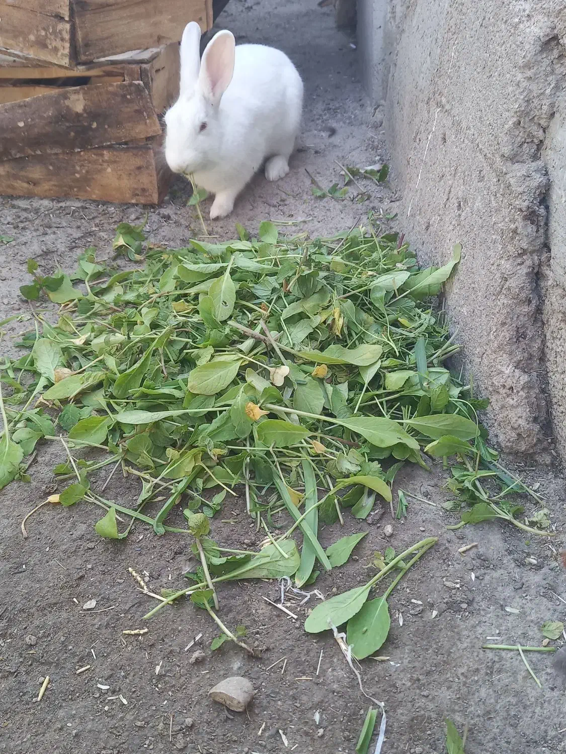 خرگوش|موش و خرگوش|ایذه, |دیوار