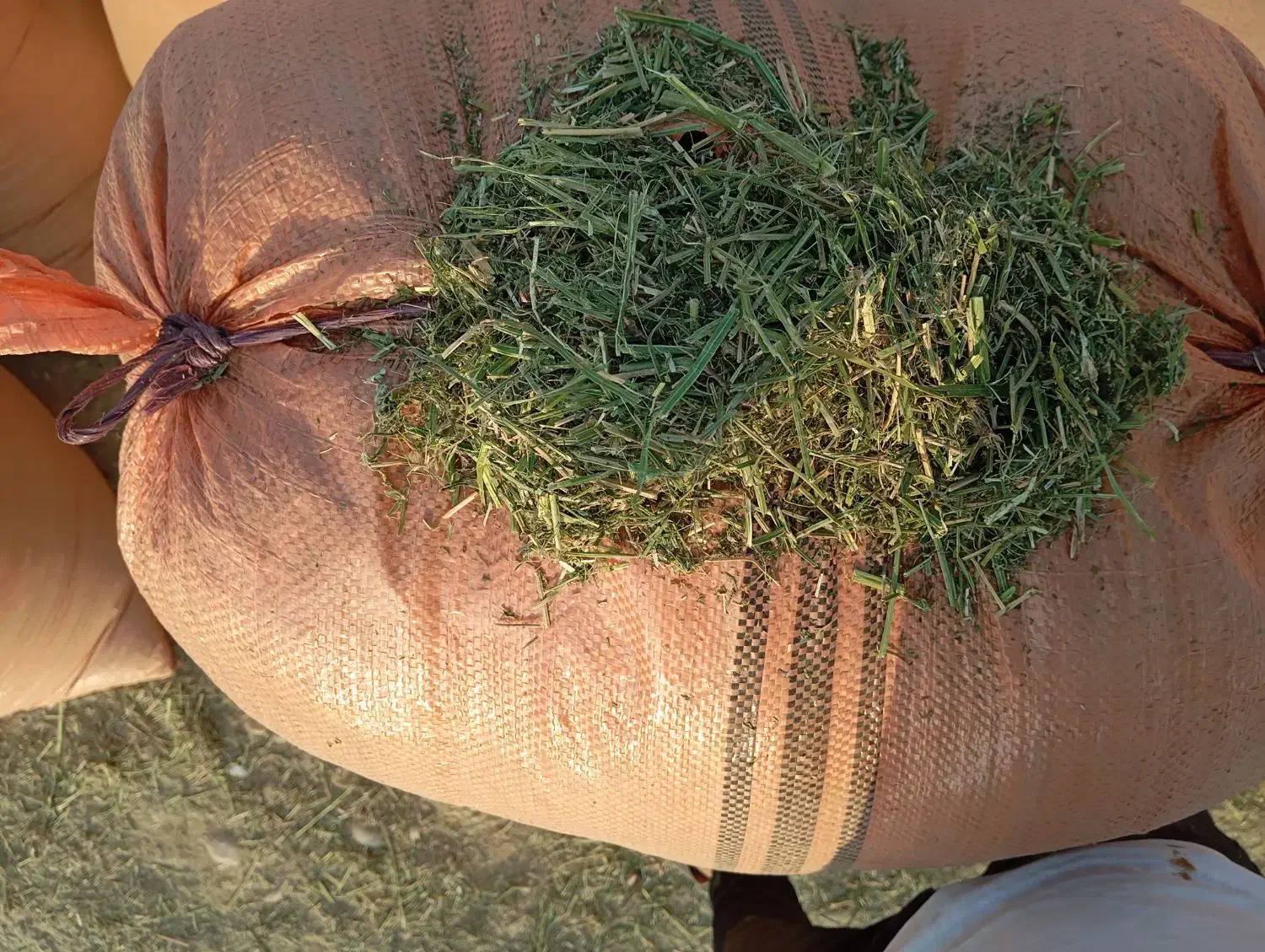 یونجه‌ سبز بهبهان|لوازم جانبی حیوانات|رامهرمز, |دیوار