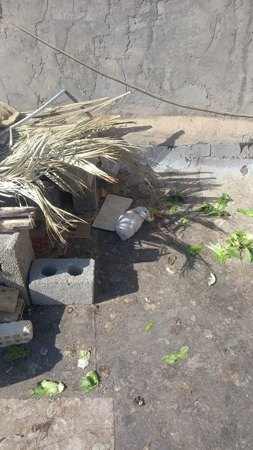 خرگوش سفید|موش و خرگوش|لردگان, |دیوار