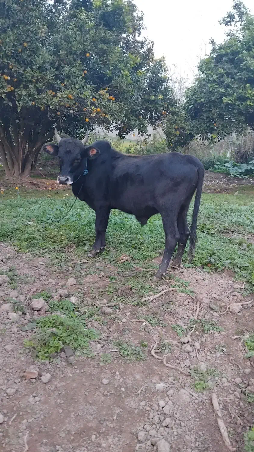 ورزا کوله آس|حیوانات مزرعه|کوچصفهان, |دیوار