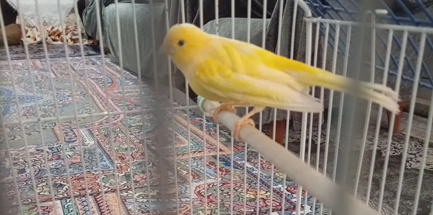 قناری|پرنده|فارسان, |دیوار