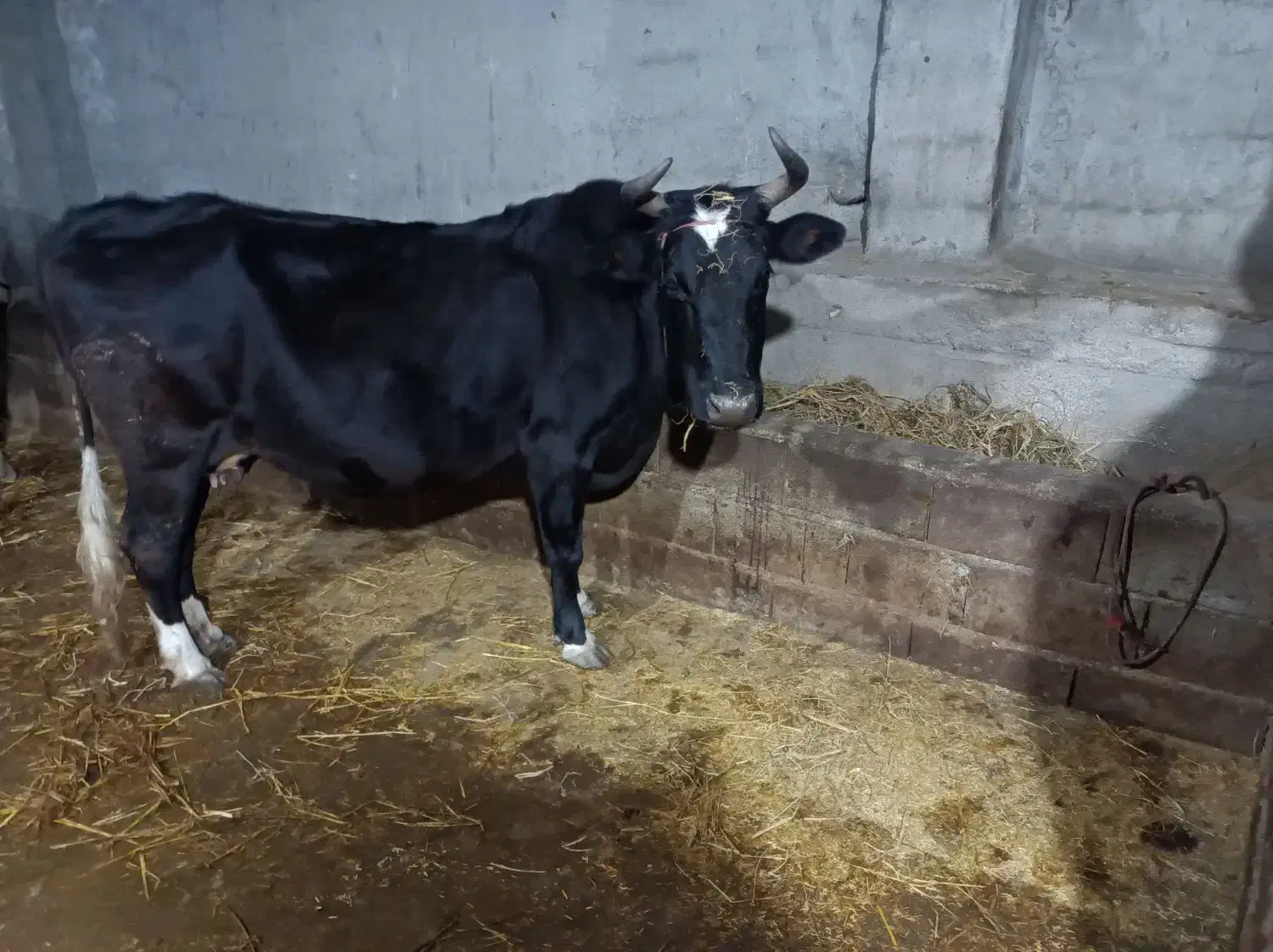 فروش گاو محلی|حیوانات مزرعه|فریم, |دیوار