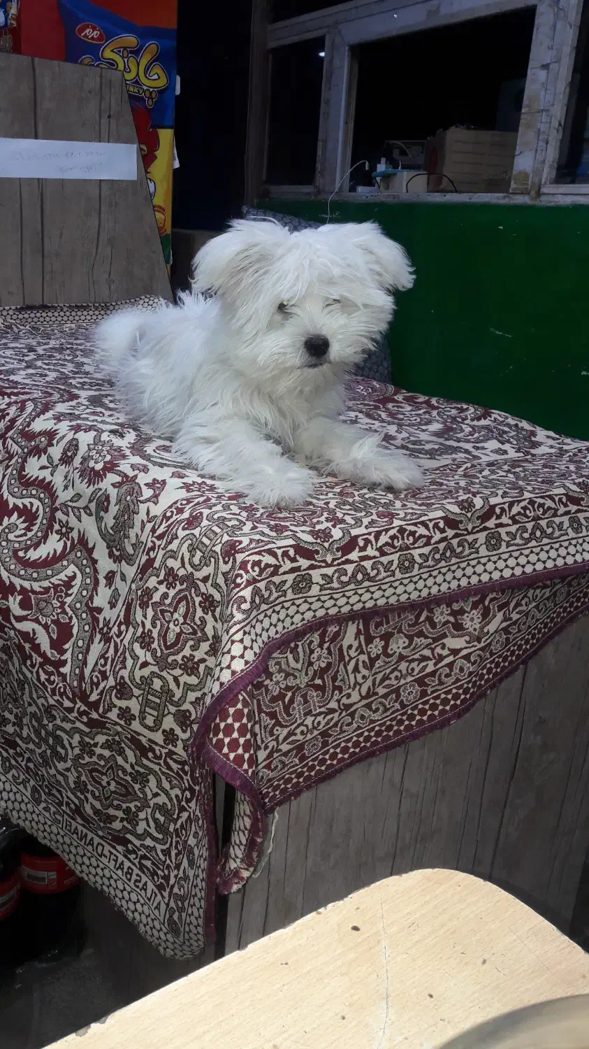 واگذاری سگ شیتزو (نر)|سگ|اهر, |دیوار