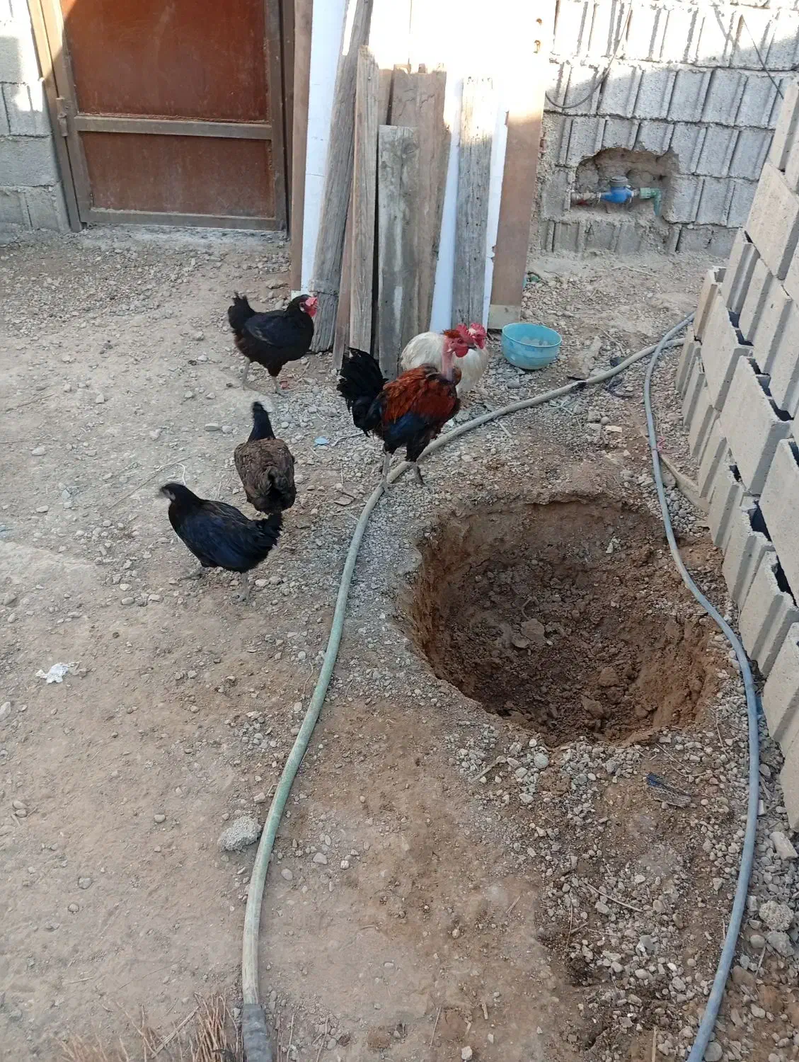 مرغ|حیوانات مزرعه|وحدتیه, |دیوار