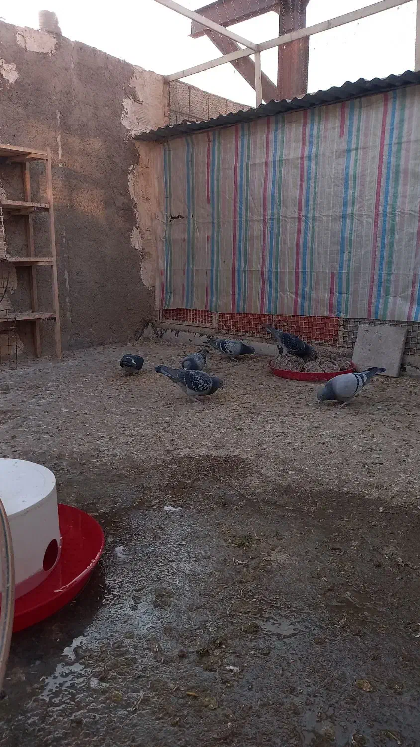 کبوتر پلاکی اصل مسافتی|پرنده|خرمدره, |دیوار