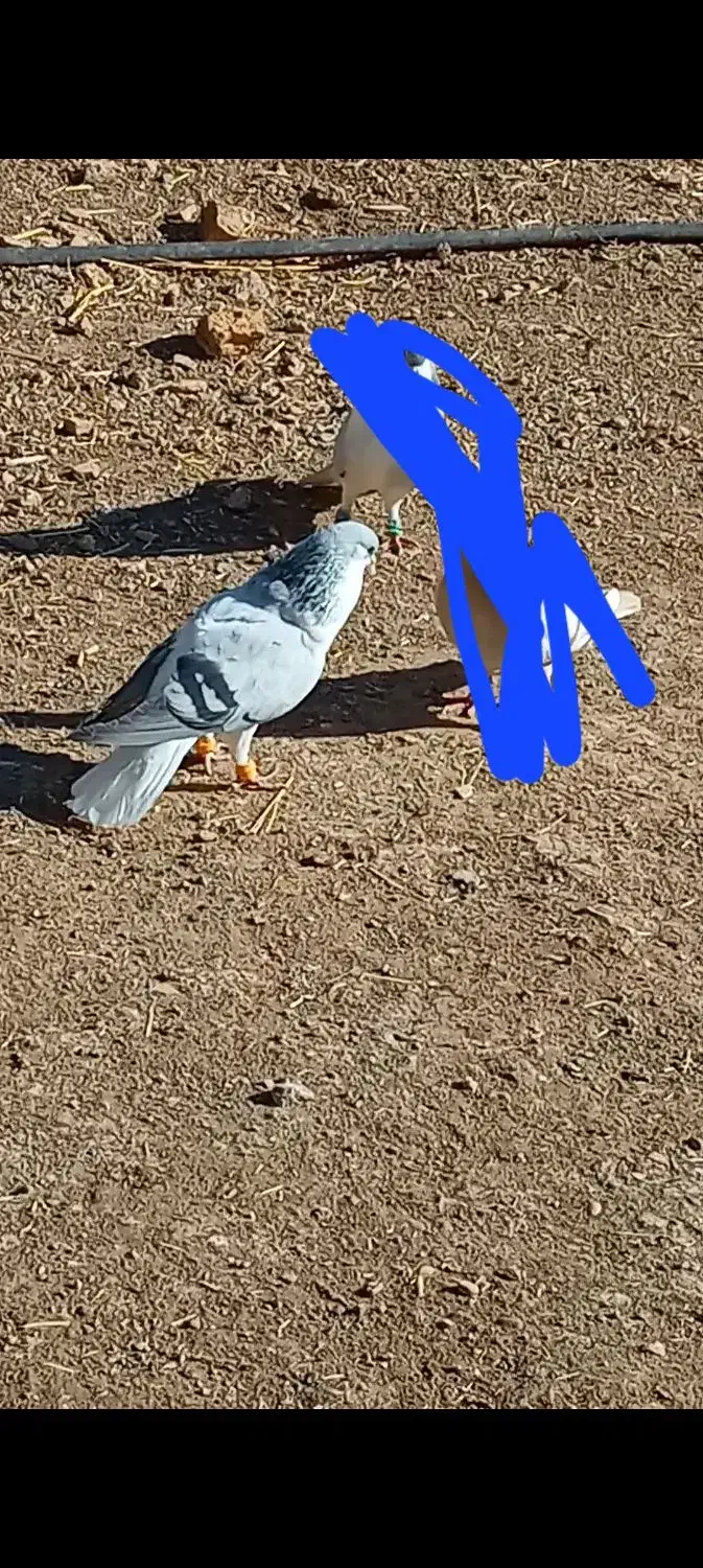 کبوتر بدرنگ روشن|پرنده|بوئین زهرا, |دیوار