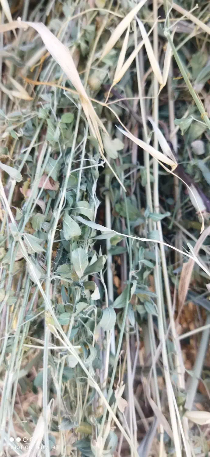 یونجه  خروار|خدمات باغبانی و درختکاری|دره رود, |دیوار