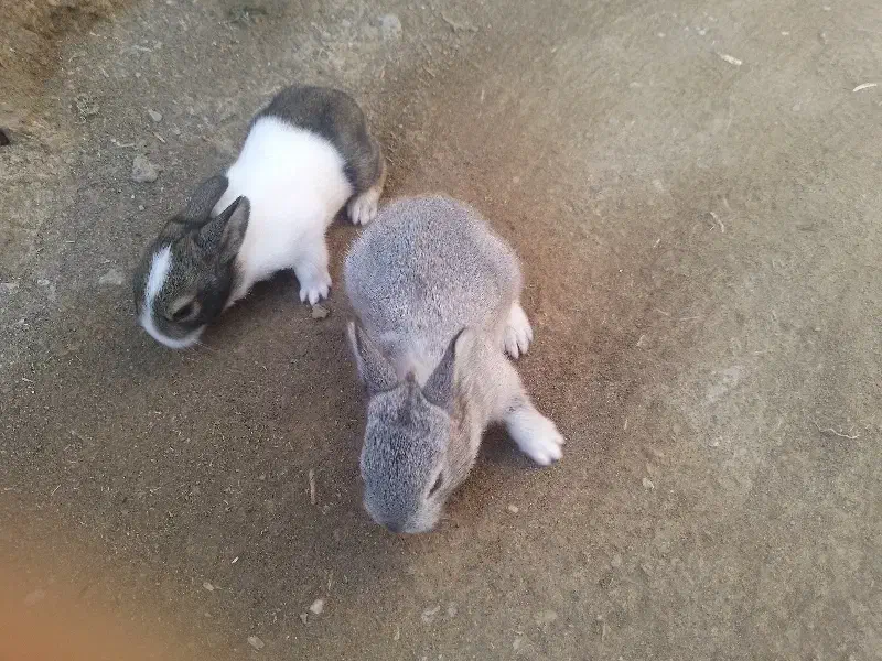 ۵۰۰|موش و خرگوش|طاغنکوه, |دیوار