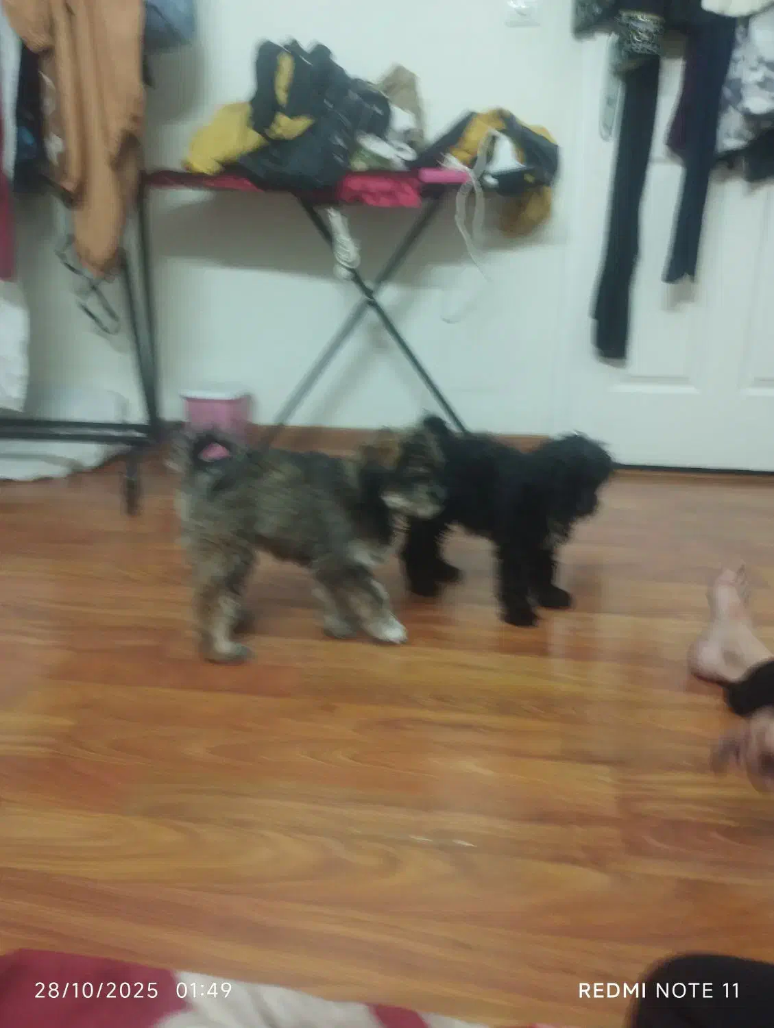 واگذاری 3 عددتوله سگ 3 ماهه واکسن خورده +شناسنامه|سگ|تهران, علم و صنعت|دیوار