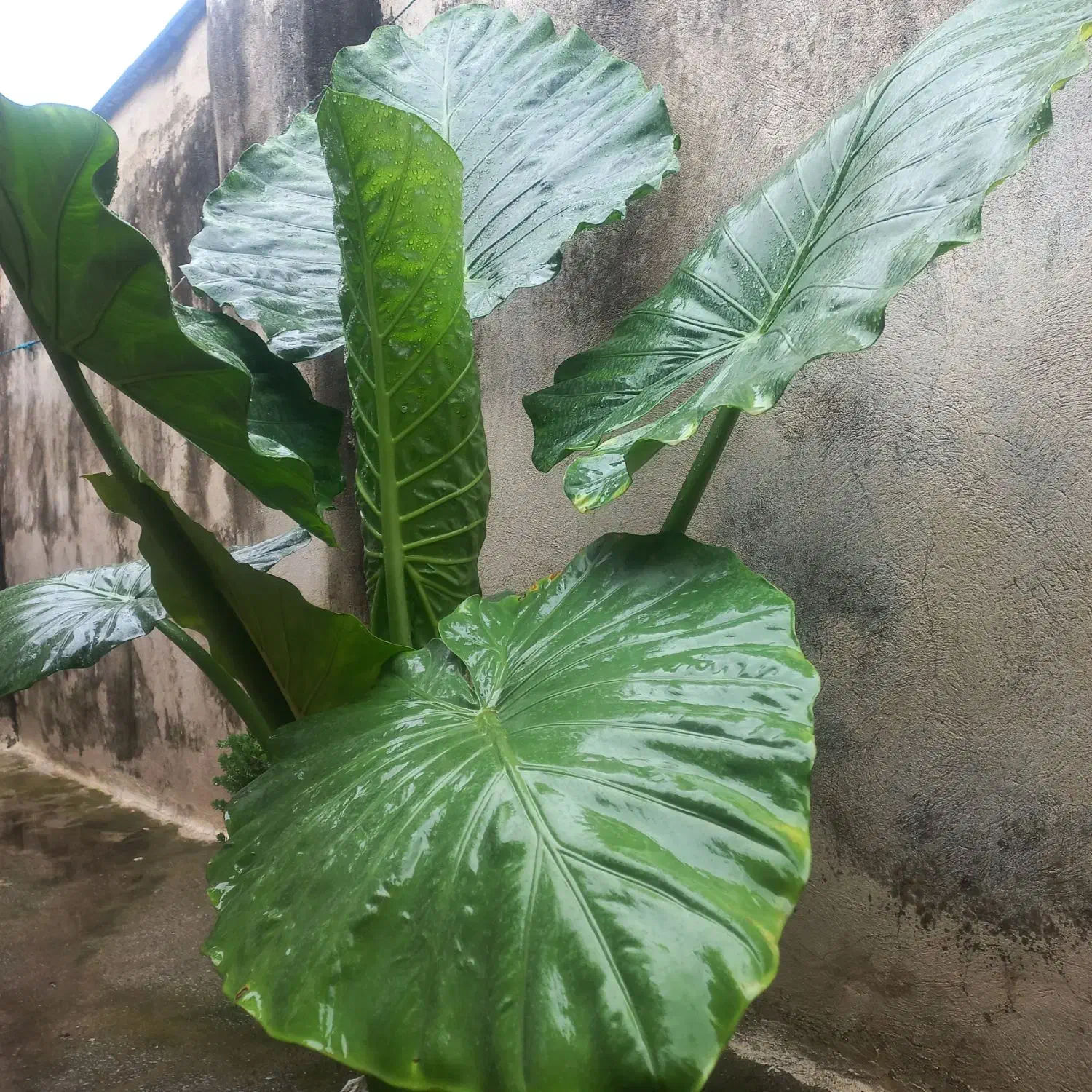 گل بابا ادم|گل و گیاه طبیعی|رشت, خرسندی|دیوار