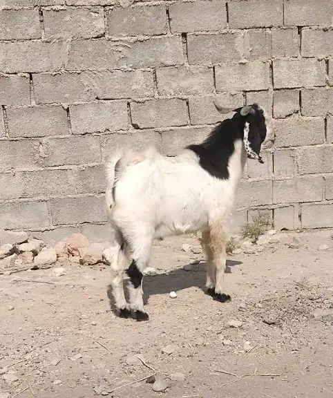 کهره نرچاق|حیوانات مزرعه|جهرم, |دیوار