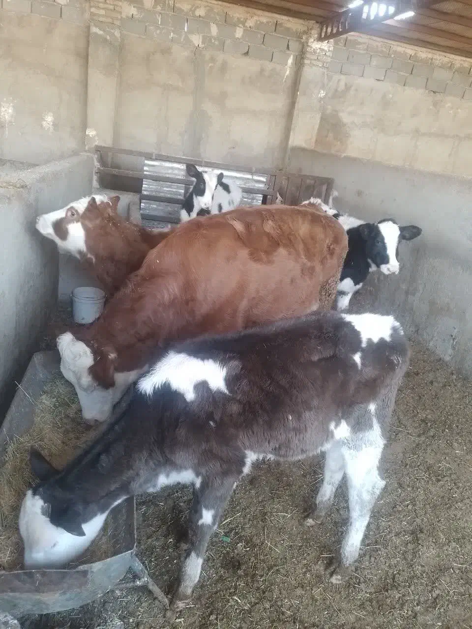 فروش ۵ راس گوساله ماده|حیوانات مزرعه|پاکدشت, پاکدشت (مامازند)|دیوار