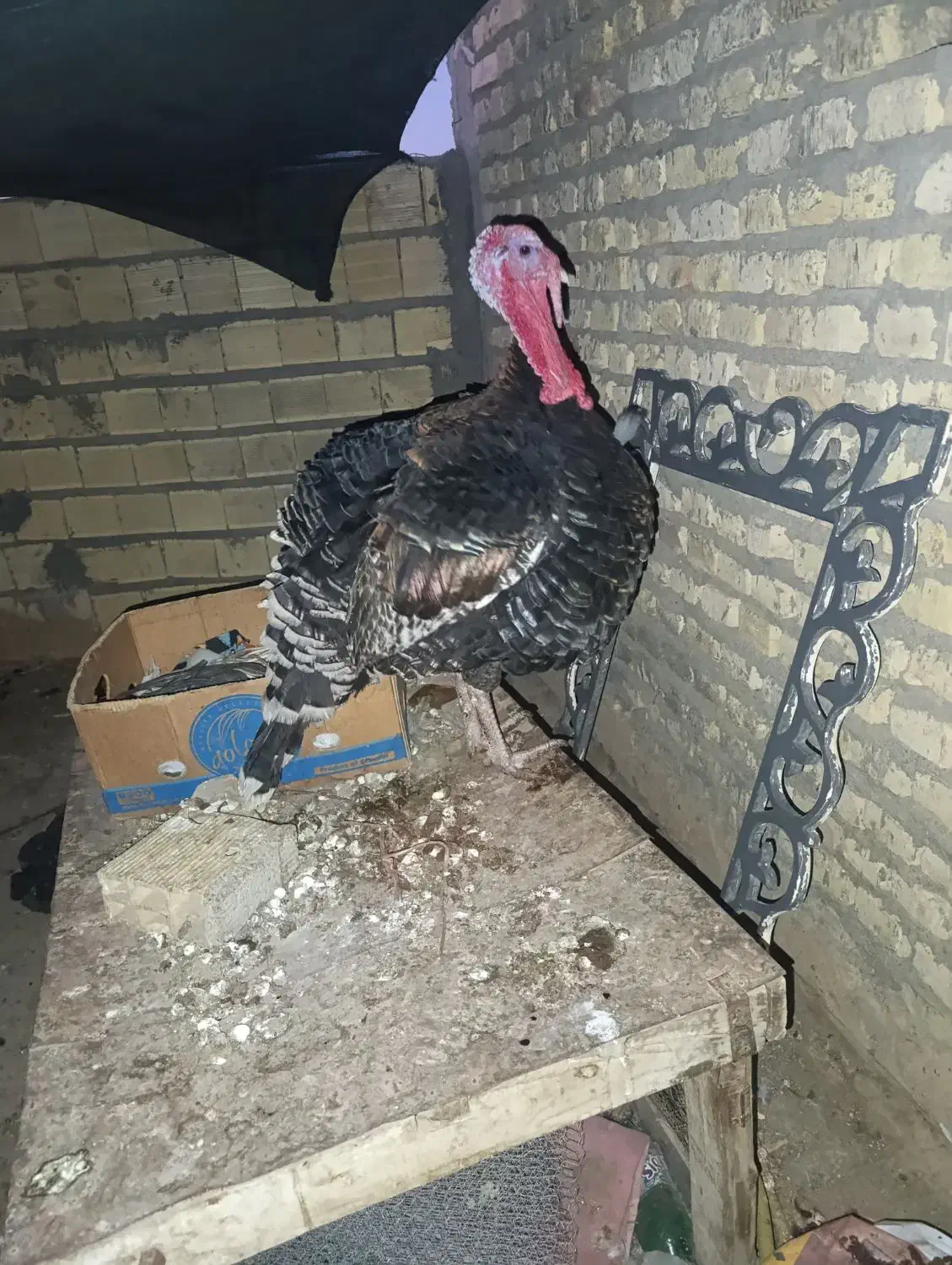 بوقلمون نر|حیوانات مزرعه|مهریز, |دیوار