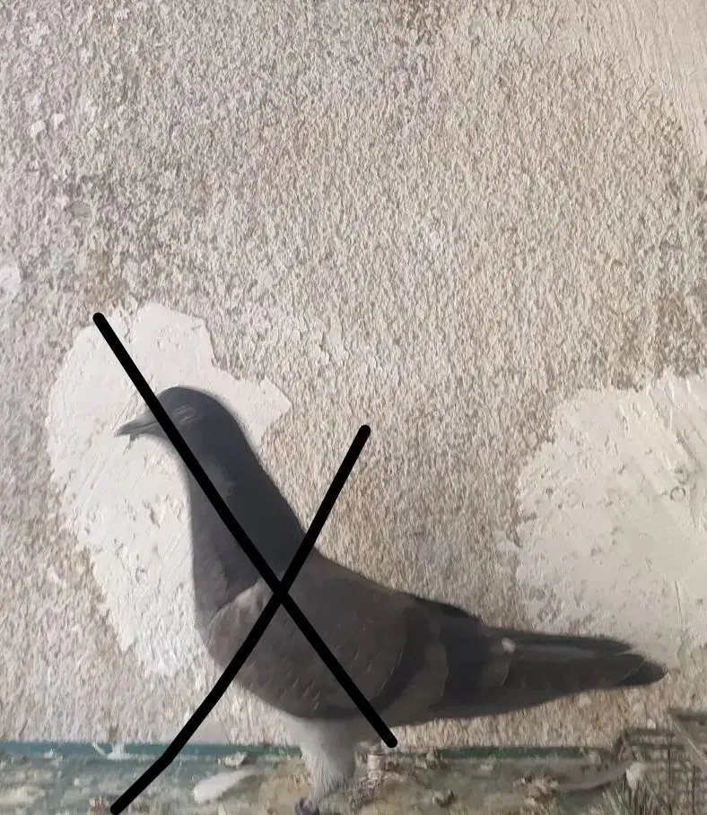 کبوتر پرشی|پرنده|فردیس, شهرک ناز|دیوار