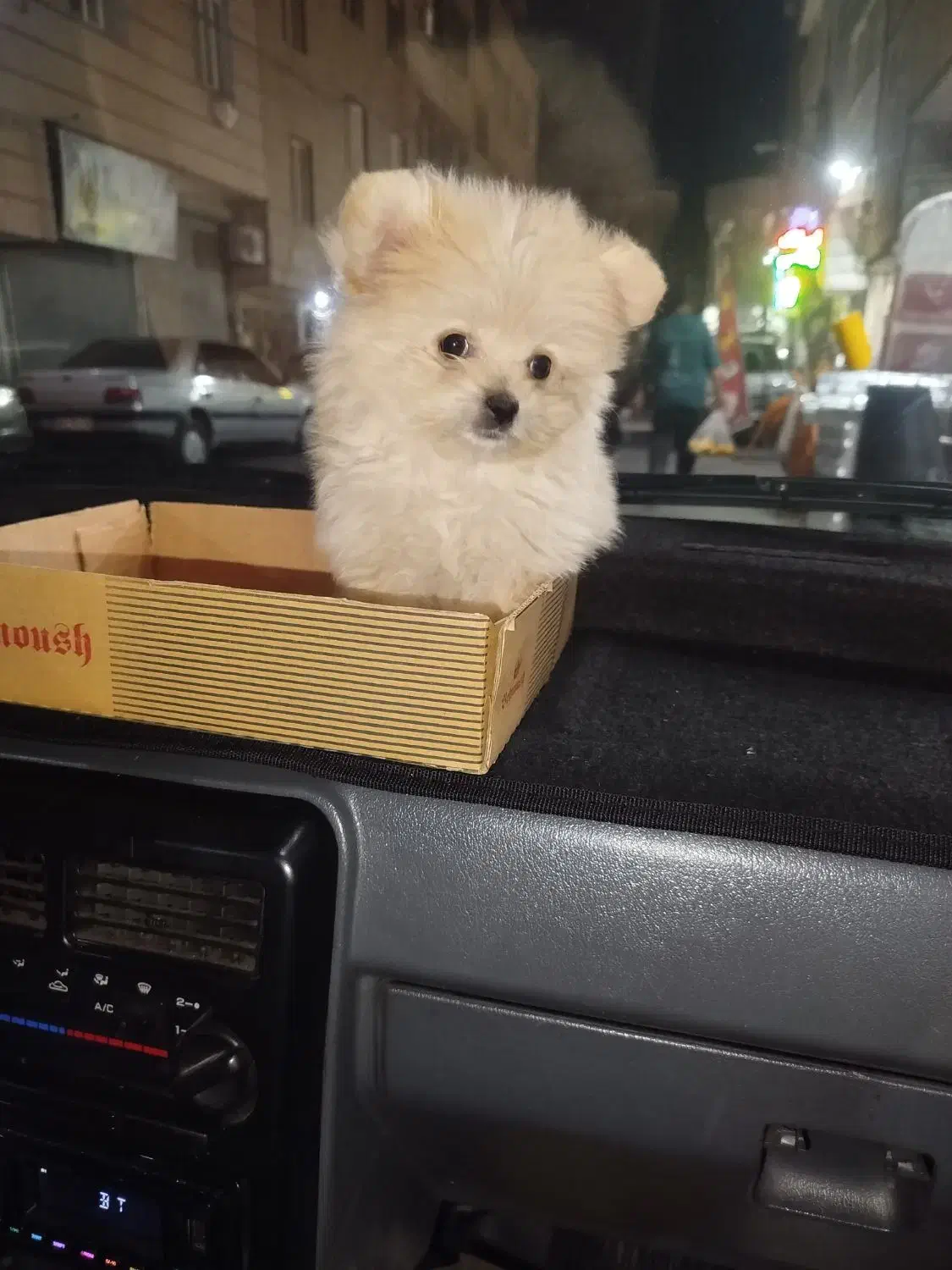 پامر خرسی|سگ|نسیم‌شهر, |دیوار