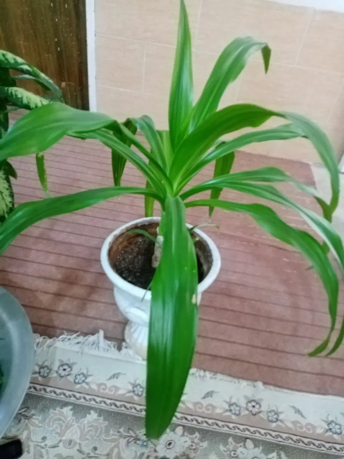 گل ذرتی|گل و گیاه طبیعی|شیراز, کرونی(خاتونک)|دیوار