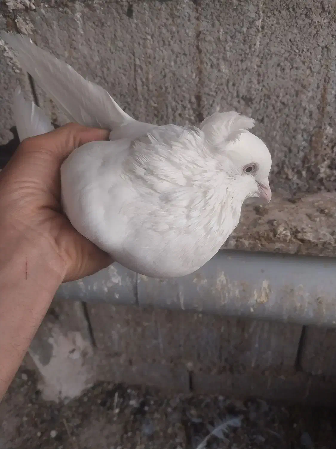 کبوتر سفید دم مشکی کاکلی پاپر|پرنده|اصفهان, جوزدان الیادران|دیوار