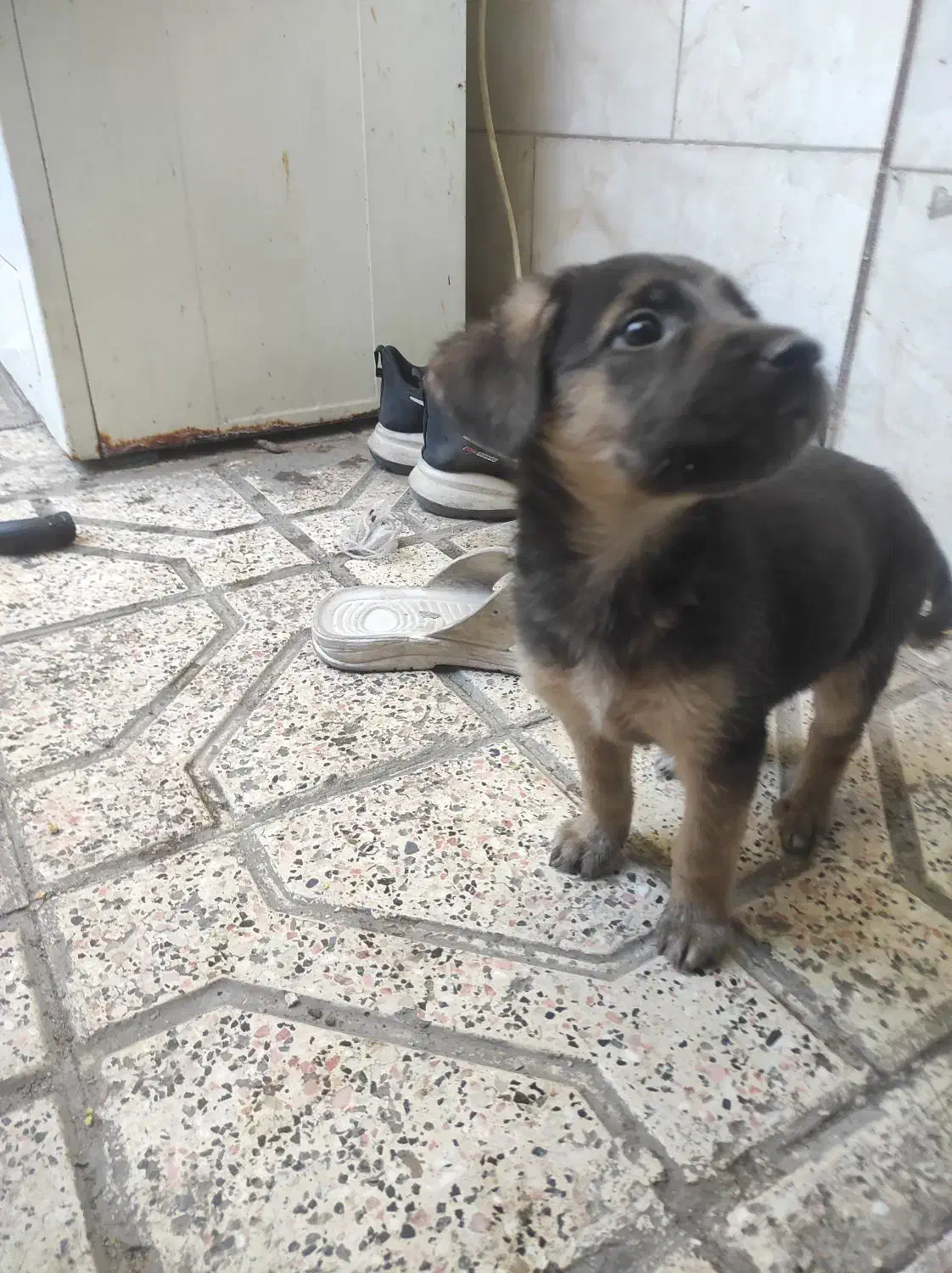 حیوانات|سگ|مشهد, شیرحصار|دیوار