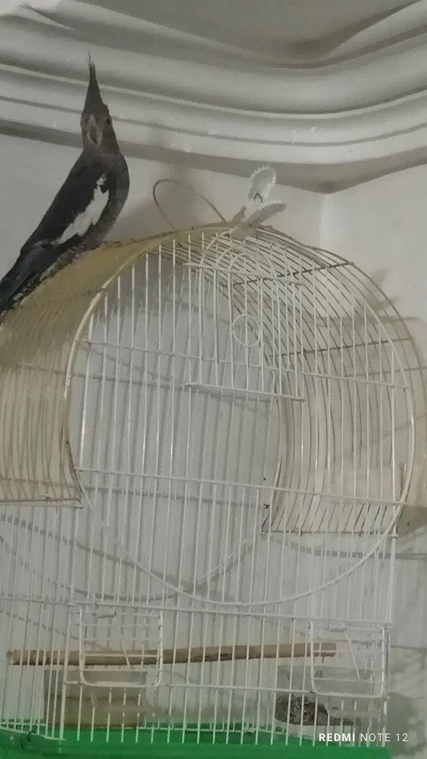 یک عدد عروس هلندی نر|پرنده|نگین شهر, |دیوار