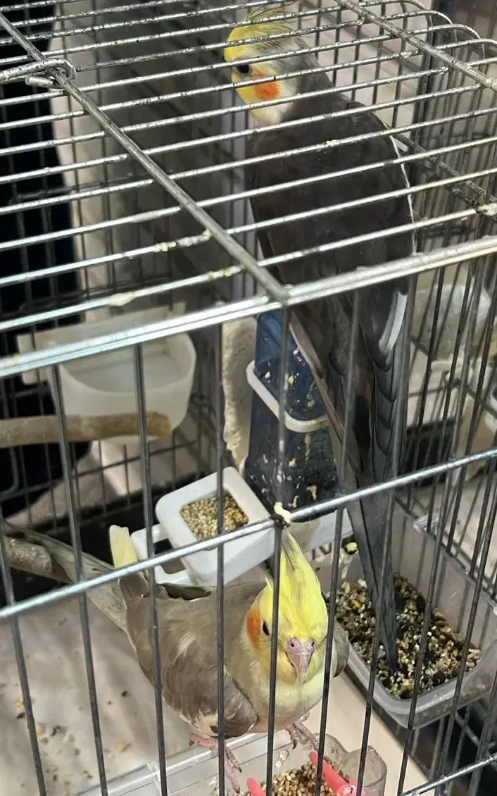 عروس هلندی|پرنده|تهران, هفده شهریور|دیوار