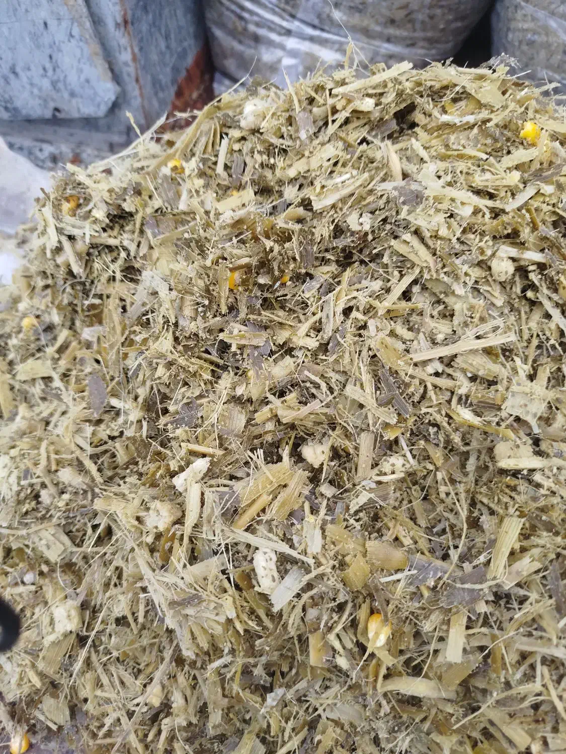 علوفه ذرت کشت دو|لوازم جانبی حیوانات|محمدبار, |دیوار