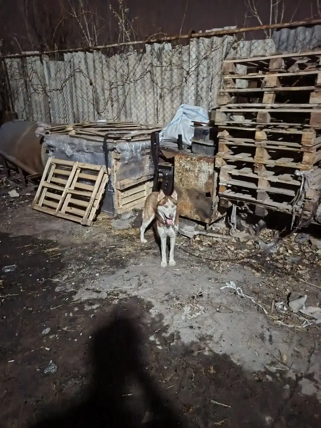 هاسکی ماده|سگ|تهران, گلستان (شهرک راه آهن)|دیوار