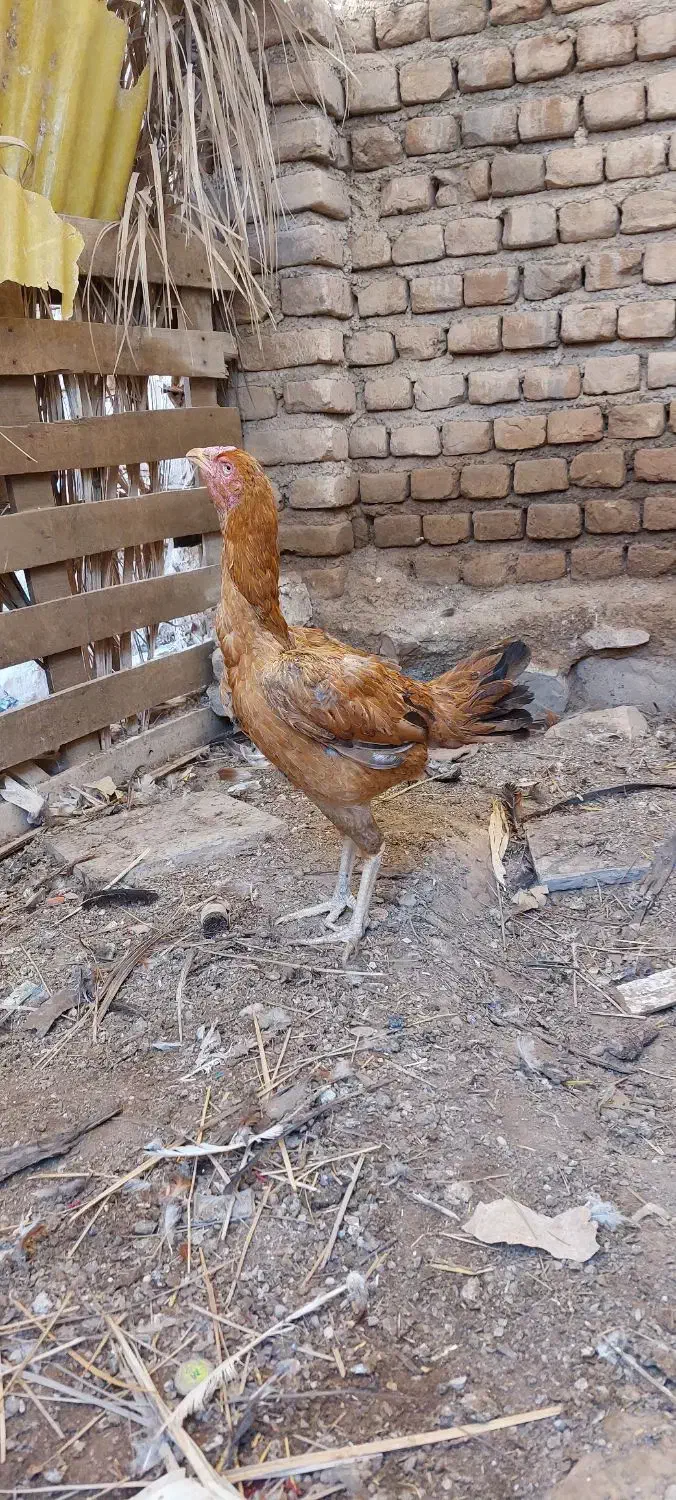 مرغ|حیوانات مزرعه|مهران (ایلام), |دیوار