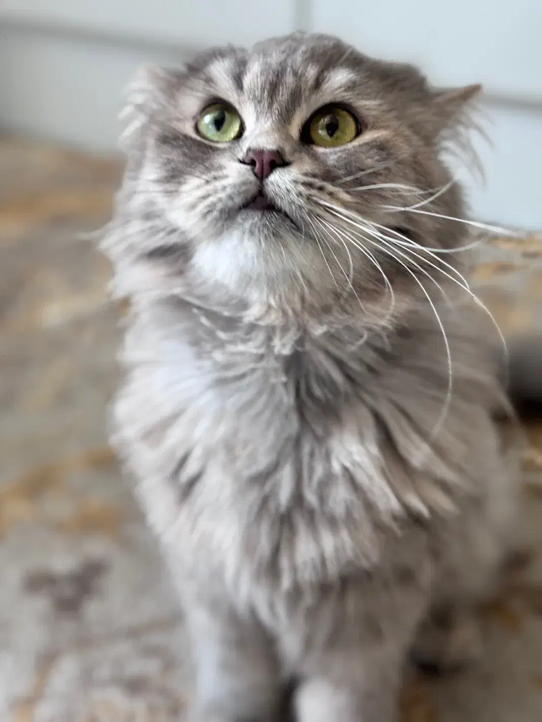 گربه اصیل|گربه|ایلام, |دیوار