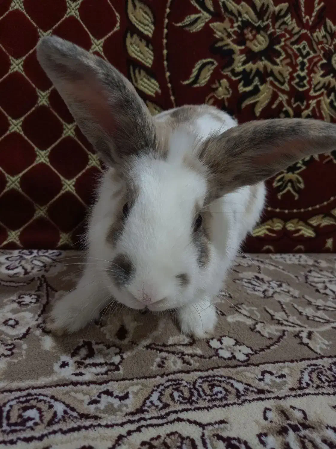 خرگوش خانگی  نر و ماده نژاد لوپ و معمولی|موش و خرگوش|هریس, |دیوار