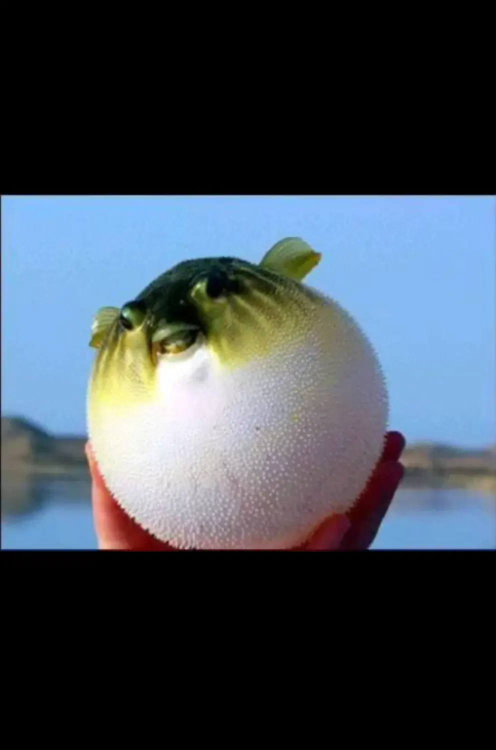 ماهی پافر فاهاکا بزرگ(مشابه فلاور)|ماهی|تبریز, |دیوار