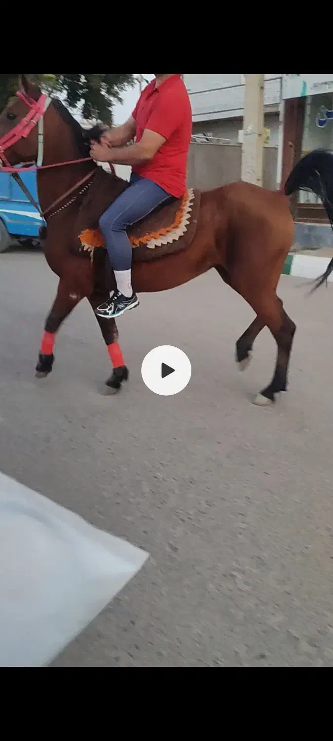 اسب مادیان جوان|اسب و تجهیزات اسبسواری|نظرآباد, نجم آباد|دیوار