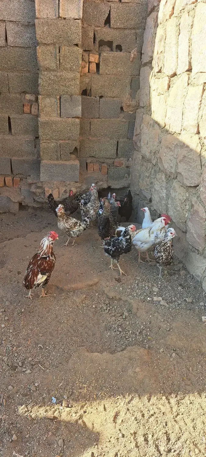 مرغ و خروس گلین|حیوانات مزرعه|محمدیه-قزوین, |دیوار