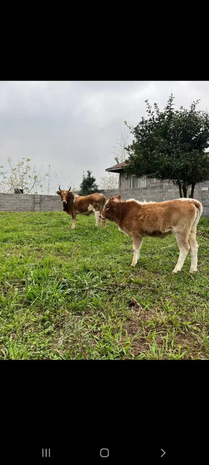 گاو وگوساله خوشکل همه چی تمام گاو اولین بچشه|حیوانات مزرعه|لولمان, |دیوار