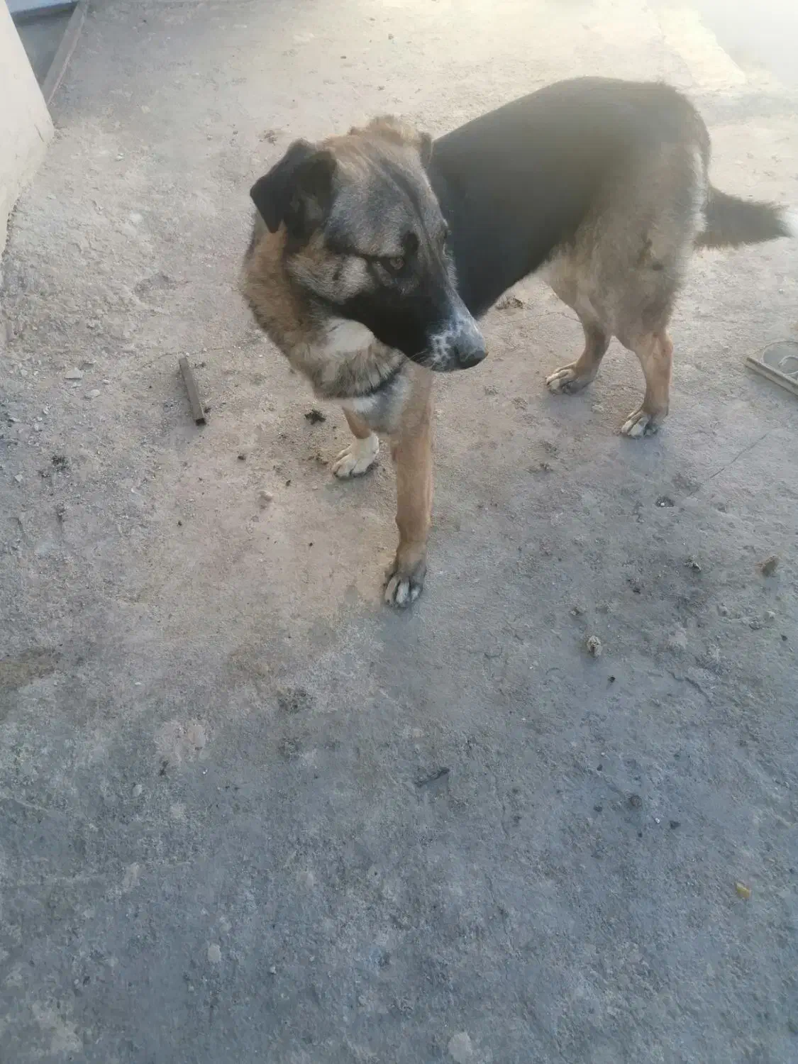 حیوان|سگ|چناران, |دیوار