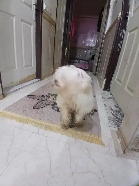 سگ شیتزوتریر|سگ|اهواز, سپیدار|دیوار