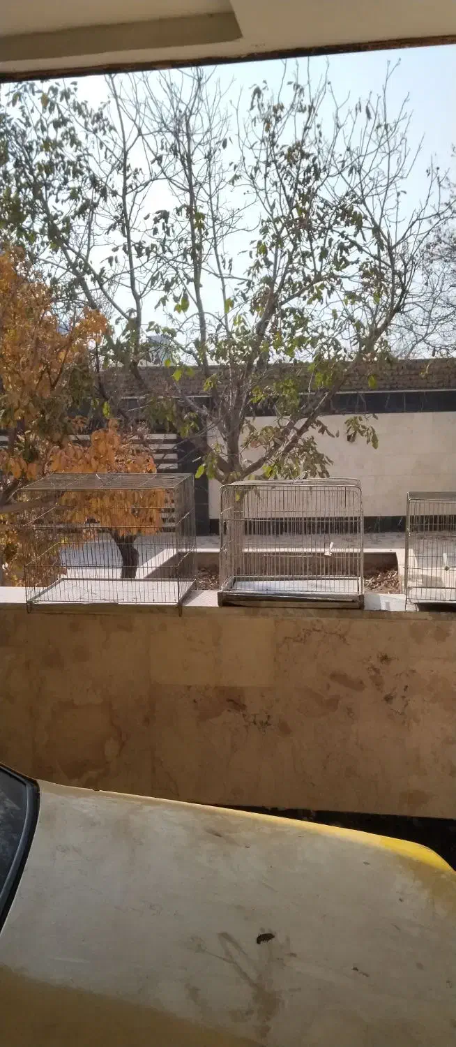 قفس پرنده|لوازم جانبی حیوانات|مشکیندشت, |دیوار