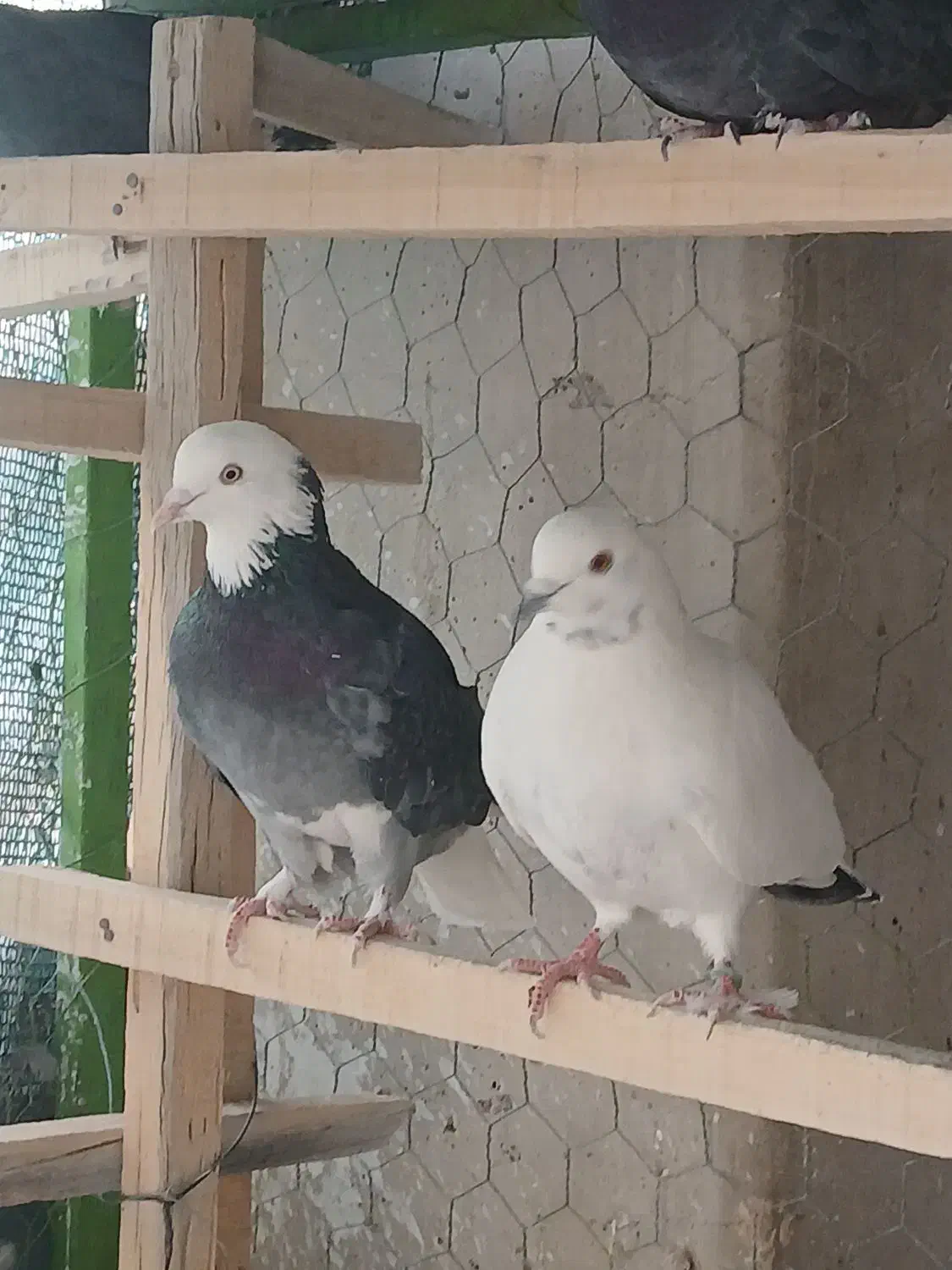 کبوتر پرشی .|پرنده|مبارکه, |دیوار