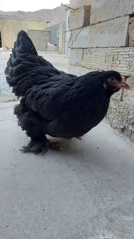 تخم مرغ نطفه دار مرندی|حیوانات مزرعه|شهرضا, |دیوار